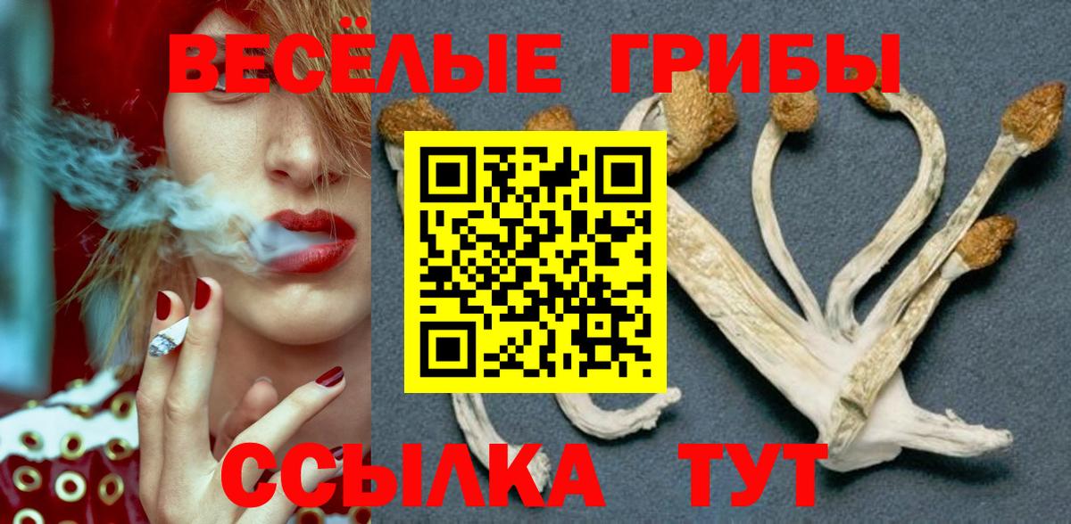 Черногорск  где продают наркотики  Галлюциногенные грибы ЛСД  Вход с VPN  Галлюциногенные грибы Psilocybine cubensis 